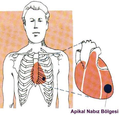 Apikal-Radial Nabız Alma Kardiovasküler sisteme ilişkin hastalıklarda, apikal ve