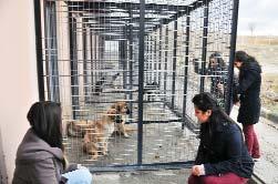 İlçelerimizden 27 Mamak Hayvan Barınağı kışa hazır M amak Belediyesi Sokak Hayvanları Rehabilitasyon Merkezi kışa hazır.