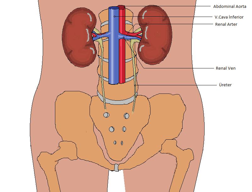 Böbrek Anatomisi BÖLÜM1 Orçun Altunören, Gülşah Aydın, Özkan Güngör Böbrekler retroperitoneal bölgede yerleşen kahverengi görünümdeki organlardır.
