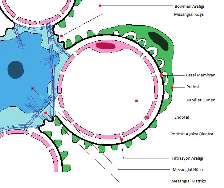 1 BÖBREK ANATOMİSİ Bowman Aralığı Mezangial Köşe Bazal Membran Podosit Kapiller Lümen Endotel Podosit Ayaksı Çıkıntısı Filtrasyon Aralığı Mezangila Hücre Mezangila Matriks Resim 4: Nefronun iç yapısı