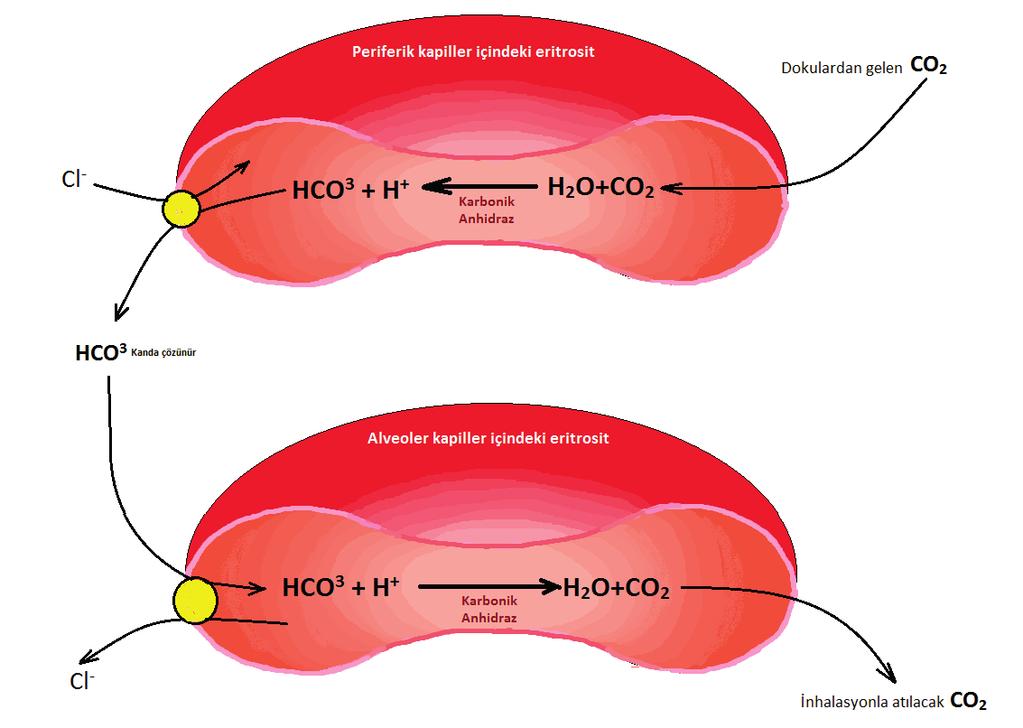 BÖBREK FİZYOPATOLOJİSİ Şekil 1: Hemoglobin tampon sistemi Filtre edilen HCO 3 ün geri emilimi HCO3 - diğer küçük moleküler ağırlıklı solütler gibi glomerülden serbest olarak süzülür.