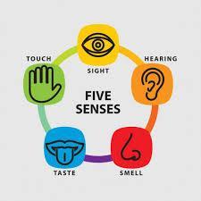 4. Ünite Our Senses Öğrencilerimiz bu ünitede, beş duyu organlarını,