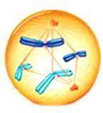 Çizgili kas hücrelerinde ise birden fazla çekirdek Kromozom Hücre bölünmesi sırasında DNA'nın kısalıp kalınlaşması ile oluşan yapıdır. Her canlının kendine özgü kromozom sayısı vardır.