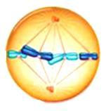 Yapısı çift iplikli ve sarmal şeklindedir. Gen DNA'nın üzerindeki görev birimidir. Canlının göz rengi, ten rengi, cinsiyeti, kan grubu genler tarafından ortaya çıkar.