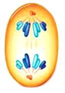 4.EVRE: Bu evrede kromozom parçaları hücrenin zıt kutuplarına çekilir.