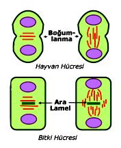 NOT- 1: Mitoz sonucu oluşan hücrelerde kromozom yapısı ve sayısı kesinlikle aynıdır.