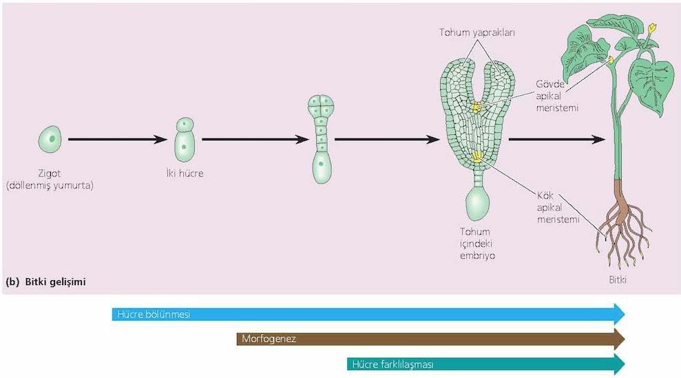 Bitkilerde büyüme ve morfogenez