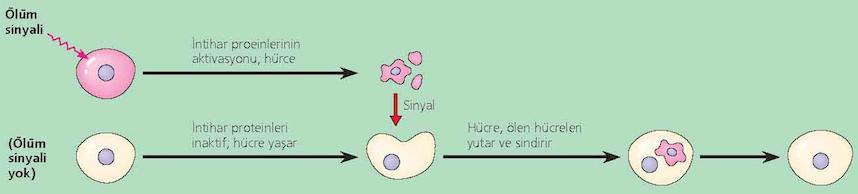 Hücresel haberleşmenin diğer sonucu: Apoptoz (programlı hücre ölümü) Hücreler büzülür,