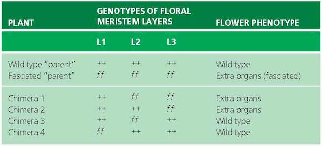 Çiçek gelişiminde hücresel haberleşme L3, daha üstteki L2 ve L1 tabakalarını, organları