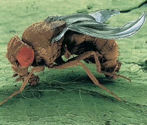 Drosophila ile çalışmanın avantajları Sadece bir haftalık jenerasyon süresine
