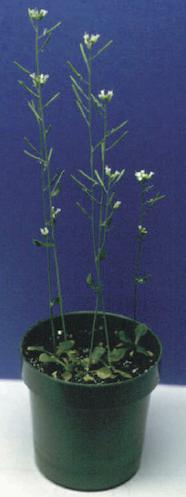 Arabidopsis thaliana (yabani hardal) Otsu bir bitki türüdür. Bir bitki bireyi deney tüpü içinde büyütüldüğünde 8-10 hafta sonra binlerce yavru oluşturabilir.