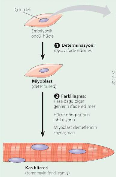 Bir başka örnek: Kas hücreleri Embriyonik kök hücrelerden gelişerek miyoblast adını alırlar.