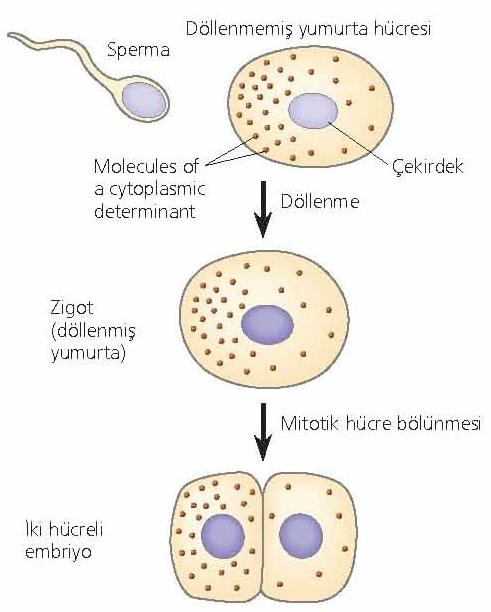 Hücre farklılaşmasını kontrol eden güç: Sitoplazmik determinantlar Sitoplazmik determinantlar adı