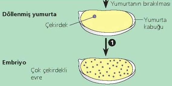 Drosophila da embriyonik gelişim Döllenme vücut içinde gerçekleştikten sonra yumurta dışarıya bırakılır.