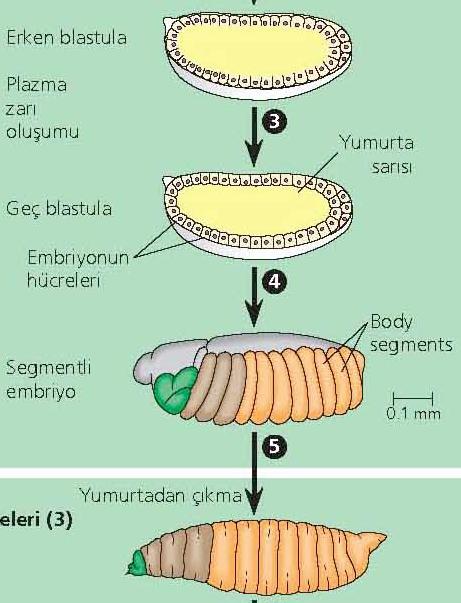 Drosophila da embriyonik gelişim Merkezde yer alan vitellüs (yumurta sarısı) embriyoyu besler.