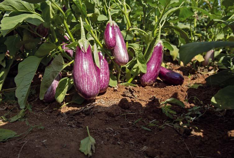 Sebzeler hasat edildikten kısa bir süre sonra, muntazam şekilde muhafaza edilerek, doğanın zenginliği çok iyi bir şekilde korunabilmektedir.