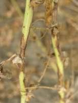 HASTALIK VE ZARARLILAR Yemekik tane bakagierden NOHUT bitkisinde, nohut Ascochyta Yanıkığı(Şeki 4-5), Fusarıum Sogunuğu, yabancı ot (Şeki 3), nohut yaprak sineği ve yeşi kurt (Şeki 7) etkii omaktadır.