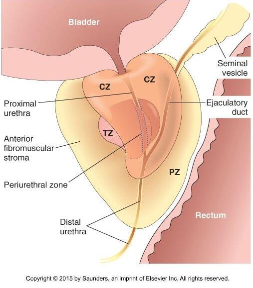 4 ayrı biyolojik-anatomik zon 1. Periferal zon (PZ) 2. Santral zon (CV) 3.