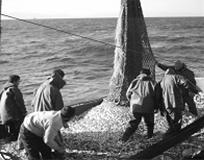 Bulgular Araştırma süresince Terme ve Yakakent kıyıları olmak üzere iki bölgede yapılan toplam 34 ağ çekiminde 182 020 kg balık avlanmıştır. Bunun % 69.2 si I. bölgede, % 30.8 i ise II.