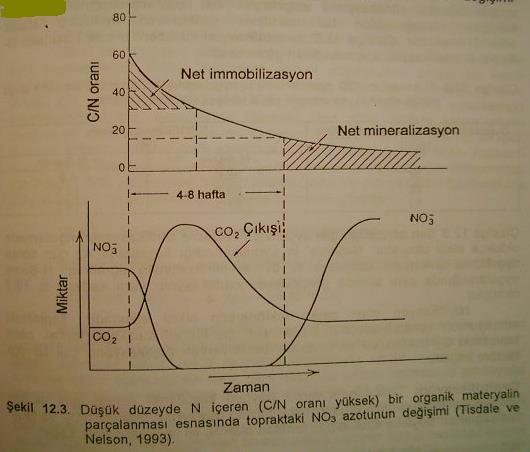 N immobilizasyonu: İnorganik azotun (NH 4+ veya NO 3- ) organik azota dönüştürülmesidir ***C/N oranı tayin eder C/N oranı >> ise topraktaki