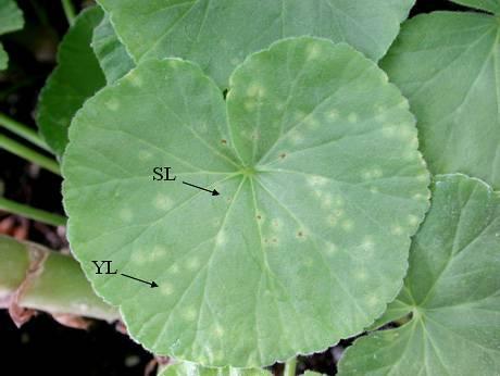 SARDUNYA PASI Hastalık Belirtileri: Simptomlar yaprakların her iki yüzeyinde beyaz veya sarımtırak benekler