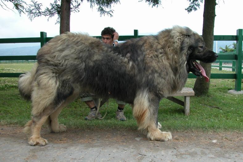 siyah Ergin gözünün canlı ağırlığı mavi dişi inin 3 kg sarı gri köpeklerine saldırganlığı Kars köpeği benzerlikler olmayan Türkiye nin gösteren kuzey guard doğusuna köpeğidir.