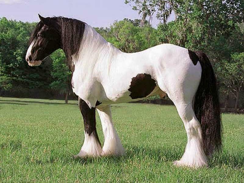 SEZEN AKINCI-10-E-451 tarafınn yazıldı hayvanlardır. atlar poni grunndır. Ponr yapılı 110-120 cmbakım cigo yüksekliğine sahip ları yanıklı Türkiye kullanılırlar. spor hayvanlardır.