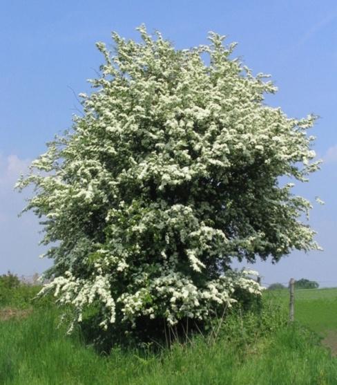 10. CRATAEGUS MONOGYNA (Beyaz Çiçekli Alıç) Kışın