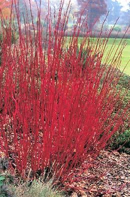 12. CORNUS ALBA ( Kırmızı Gövdeli Kızılcık ) 3 m