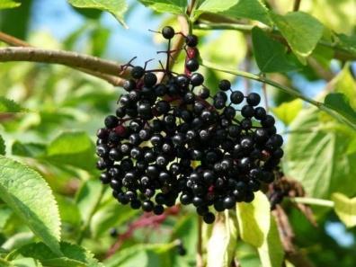 Meyveleri parlak siyah renklidir.