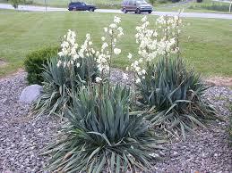 36. YUCCA FLAMENTOSA (Avize Çiçeği) Ülkemizde ılıman yörelerimizde