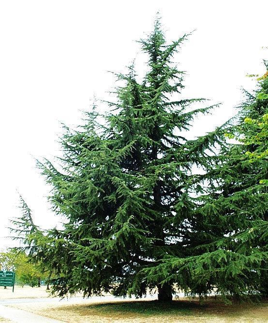 3.CEDRUS LİBANİ ( Lübnan Sediri) Ülkemizde çok