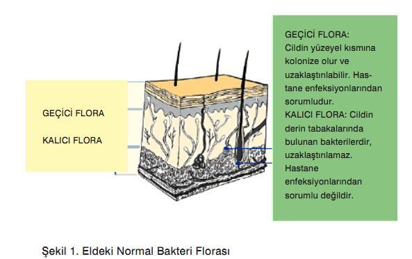 Normal Deri Florası Kalıcı flora 10 2 Geçici flora KNS,