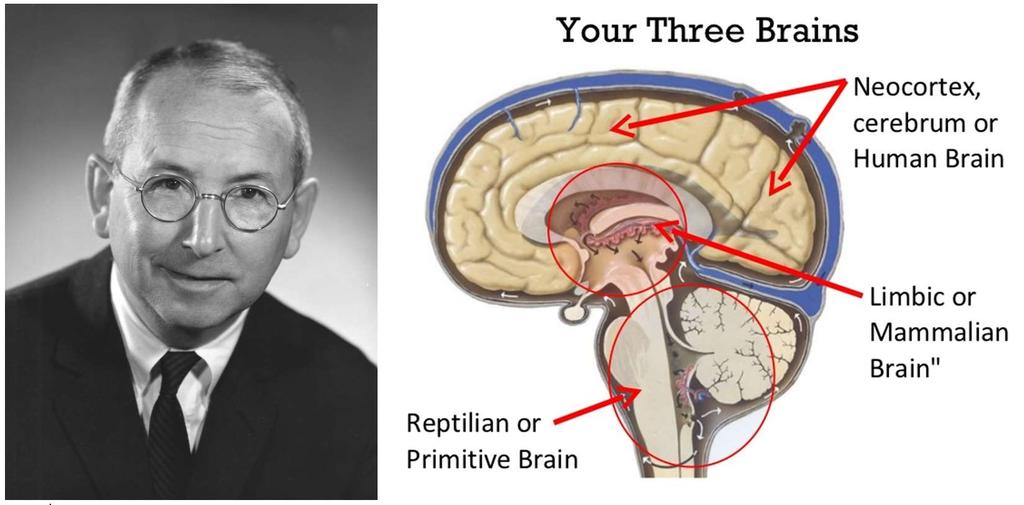 Üçlü Beynin Keşfi 1940 ve 1950 li yıllarda Amerikalı nörobilimci Dr. Paul Maclean yaptığı araştırmalar sonucunda beynin üç katmandan oluştuğunu fark etti.