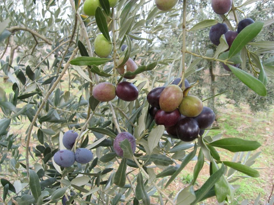 AYNI AĞAÇ ÜZERİNDEKİ OLGUNLUK DÖNEMLERİ 1. OLGUNLUK DÖNEMİ 2. OLGUNLUK DÖNEMİ 3.