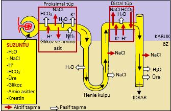 3.SALGILAMA (=AKTİF BOŞALTIM) Glomerulustan bowman kapsülüne geçemeyen bazı iyonların (H +, K +, NH 4+ ), antibiyotik, NH 3, bikarbonat ve boya gibi bazı atık maddelerin aktif taşıma ile kılcal