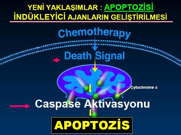 Apopitoz indükleyici ajanlar Flavopridol Bitkisel kökenli bir alkoloidtir Hücre siklusunu koordine eden Cyclin-dependent kinaz ve cyclin D1 aktivitesini inh eder Aynı zamanda DNA