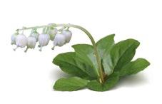 DOĞAL SİBİRYA BİTKİLERİ YAKI OTU Chamerion angustifolium Bu bitki üzün süredir Sibiryalılar tarafından bilinmektedir.