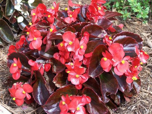 Begonia (Tarla begonya) Saksı çiçeği olarak kullanıldığı gibi parlak yapraklar ve gösterişli çiçekleriyle bahçelerde de kullanılır.
