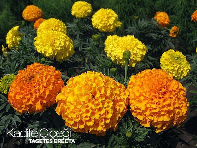 Tagetes(Kadife) Çiçekleri genellikle portakal ve limon