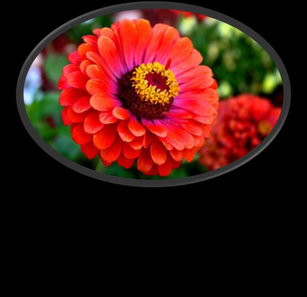 iri ve gösterişli çiçekleri kesme çiçek olarak da kullanılır Tohumla