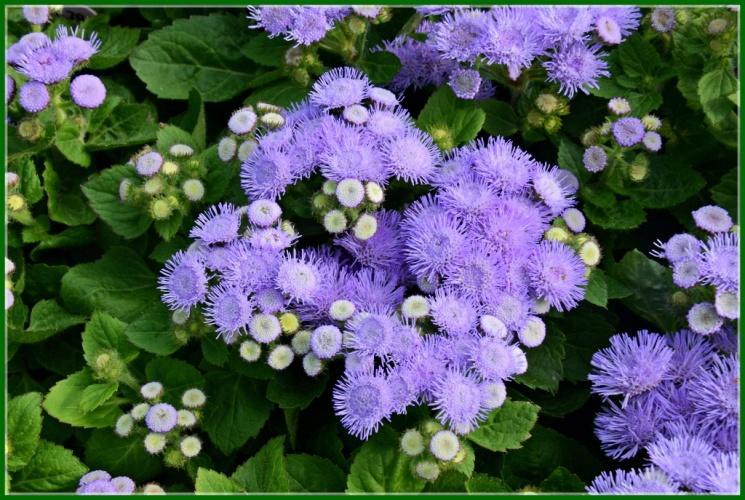 Ageratum(Vapur duman) Çiçekleri,mavi,beyaz ve pembe renklerdedir.