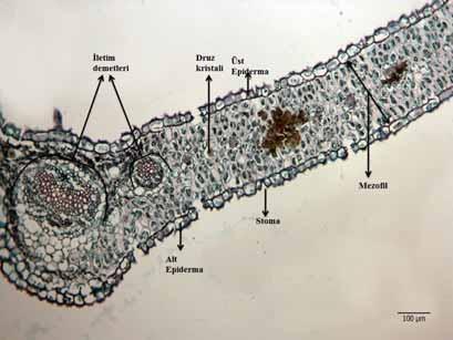 lycaonica nın taban yapraklarından alınan enine kesitlerin her iki tarafında sıkı dizilişli dikdörtgen şekilli epidermis hücreleri bulunmaktadır (Şekil 15).