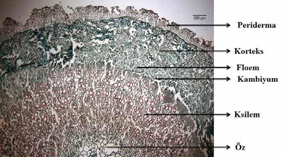 lycaonica türünün köklerinden alınan enine kesitlerde kökün sekonder kök yapısı gösterdiği görülmektedir (Şekil 11).
