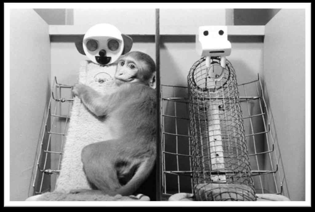 Maymun telden yapılmış düzeneği sadece karnı acıktığı zamanlarda kullanmış zamanının çoğunu ise yumuşak anne figürüyle geçirmiştir.