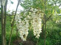 Robinia pseudo acacia