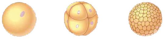 Embriyonik Gelişim - 3 BÖLÜM 01 Test 47 1. İnsan embriyosunun gelişim sürecinde gerçekleşen, - segmentasyon, - blastula, - gastrula evrelerinde, I. mitoz bölünme, II. hücre farklılaşması, III.