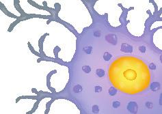 schwann hücrelerinin normalden fazla çalışması olaylarından hangileri gözlenebilir? A) Yalnız II B) I ve III C) II ve III D) I ve II E) I, II ve III 5. Bir insandaki tüm nöronlarda; I.