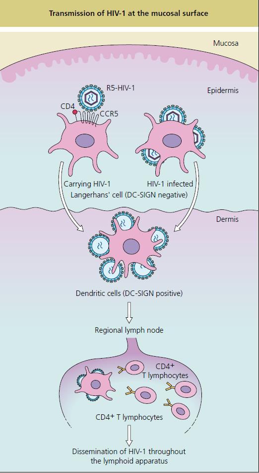 HIV Bulaşı Dendritik hücreler, CCR5 ekspre Deri ve mukozadaki eder, CXCR4 ekspre çoğalır edemeyebilir Dendritik hücreler naif T hücrelere spesifik kemokinleri yüksek