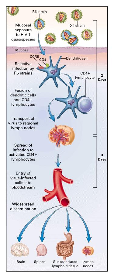 HIV ın yayılımı HIV Deri ve mukozadaki doku makrofaj veya dendritik hücrelerde